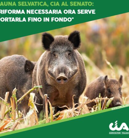 CIA-CALABRIA-template-FAUNA-SELVATICA-CIA-AL-SENATO