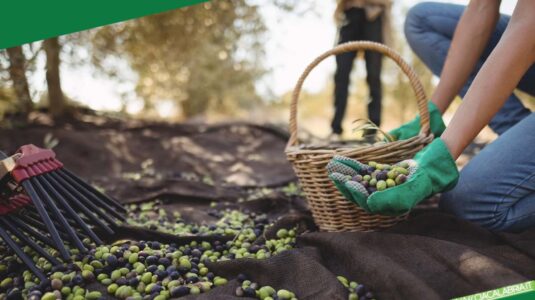 CIA-CALABRIA-template-AGRICOLTURA-REG-CAL-OLIVICOLO