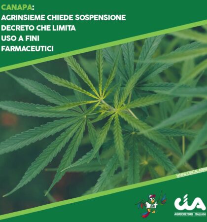 CIA-CALABRIA-POST-2023-canapa-agrinsieme-sospensione-decreto